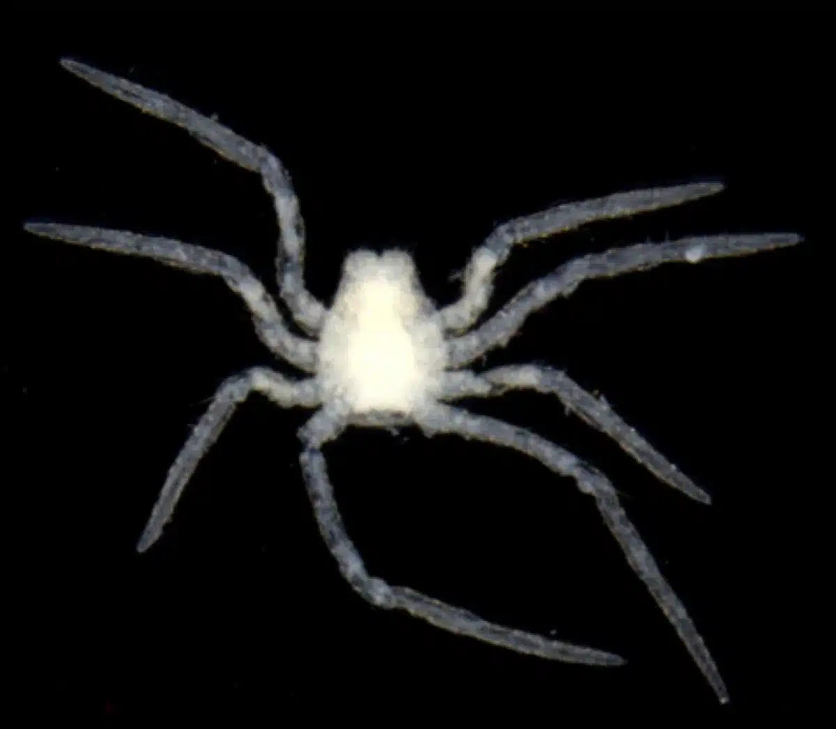 The Martina Miniscule Spider (anapistula Martinae)
