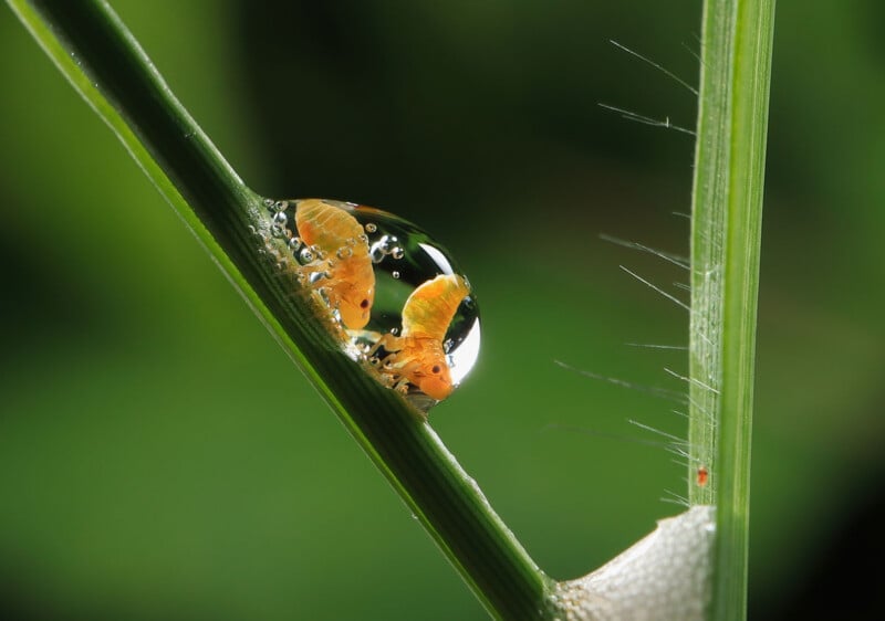 A close-up of a water droplet on a green blade of grass, reflecting two small orange insects inside the droplet, with a blurred green background.