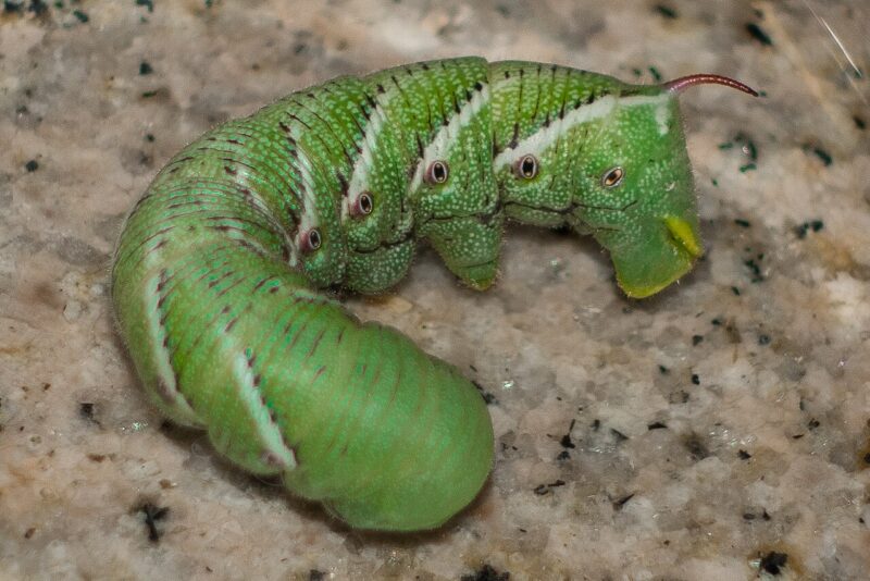 Green insect with white lines, dark spots and a red "horn" on its tail. The head is all green.