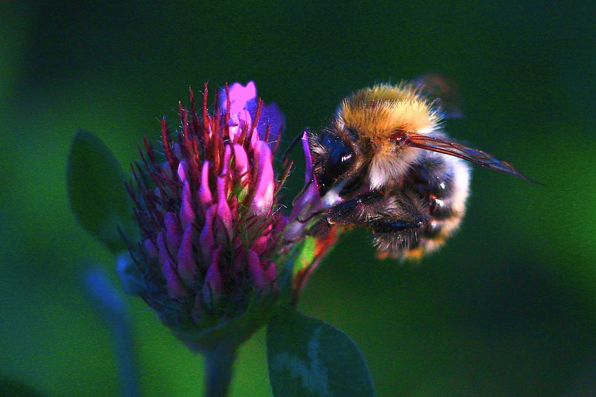 Tree bumblebee on a clover flower