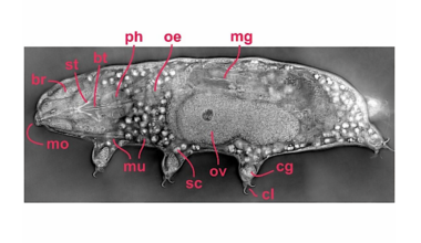 Tricorder Tech: A Non-Invasive, Label-Free Method for Examining Tardigrade Anatomy Using Holotomography