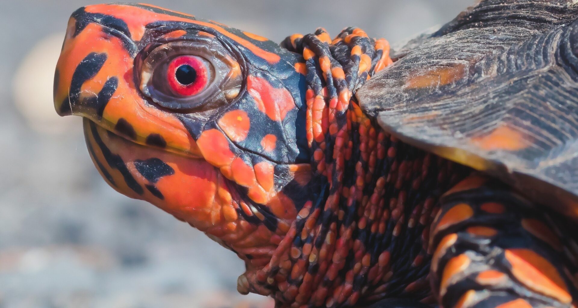 Turtle brains reveal ancient visual processing