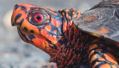 Turtle brains reveal ancient visual processing