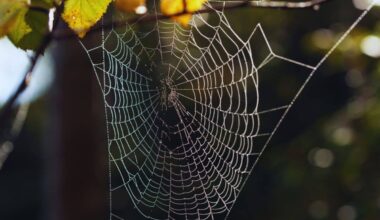 Two Never Before Seen Eyeless Spiders Found On A Remote Island