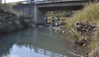 Mystery Minnow Turns Out to Be New Species, Study Finds| Woman's World