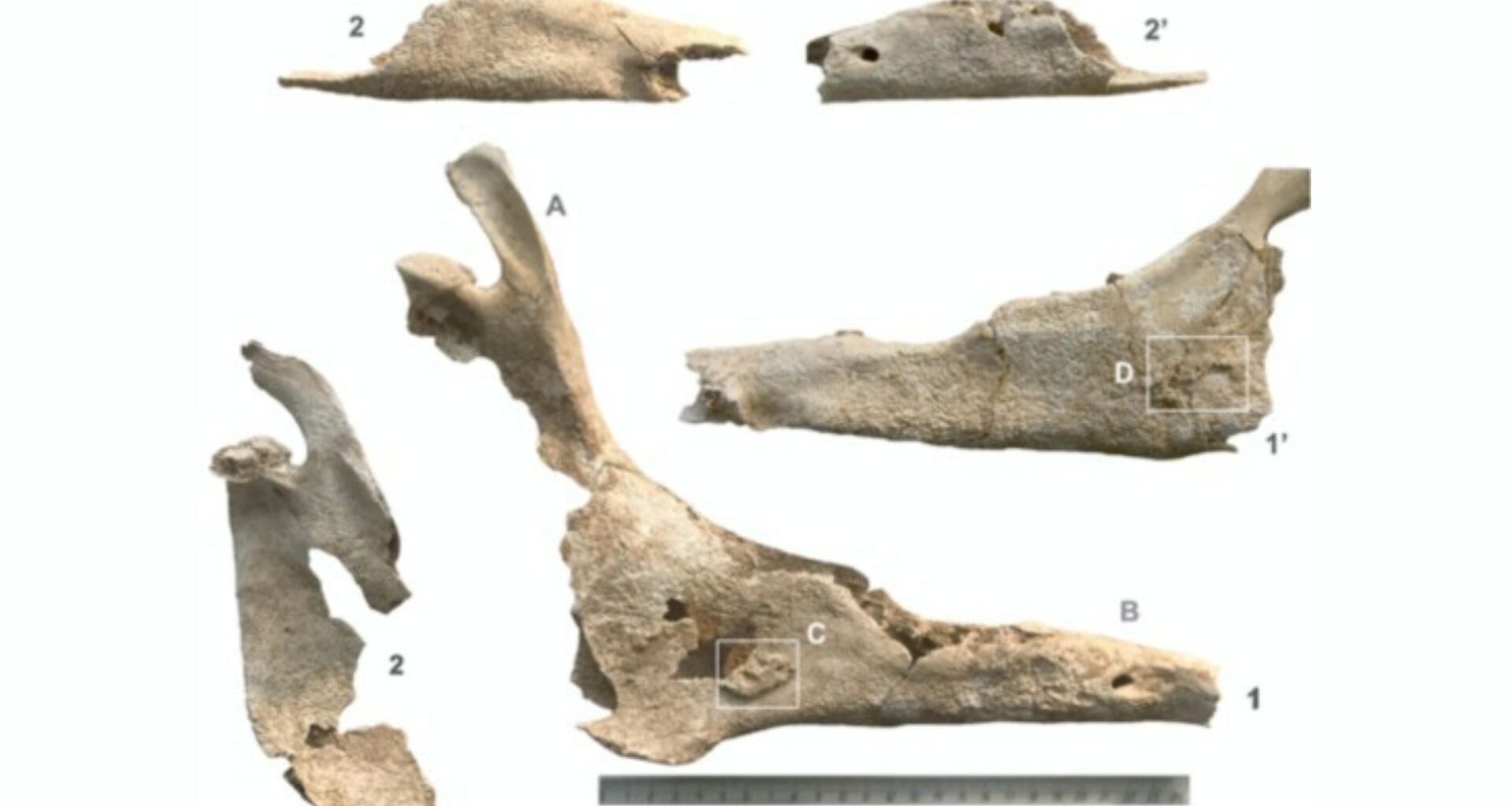 A series of mule skull fragments are overlaid on a white background with a metal ruler at the bottom of the image measuring a jawbone