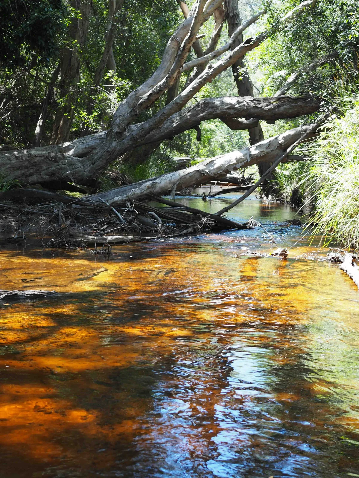 Water Park Creek in Queensland