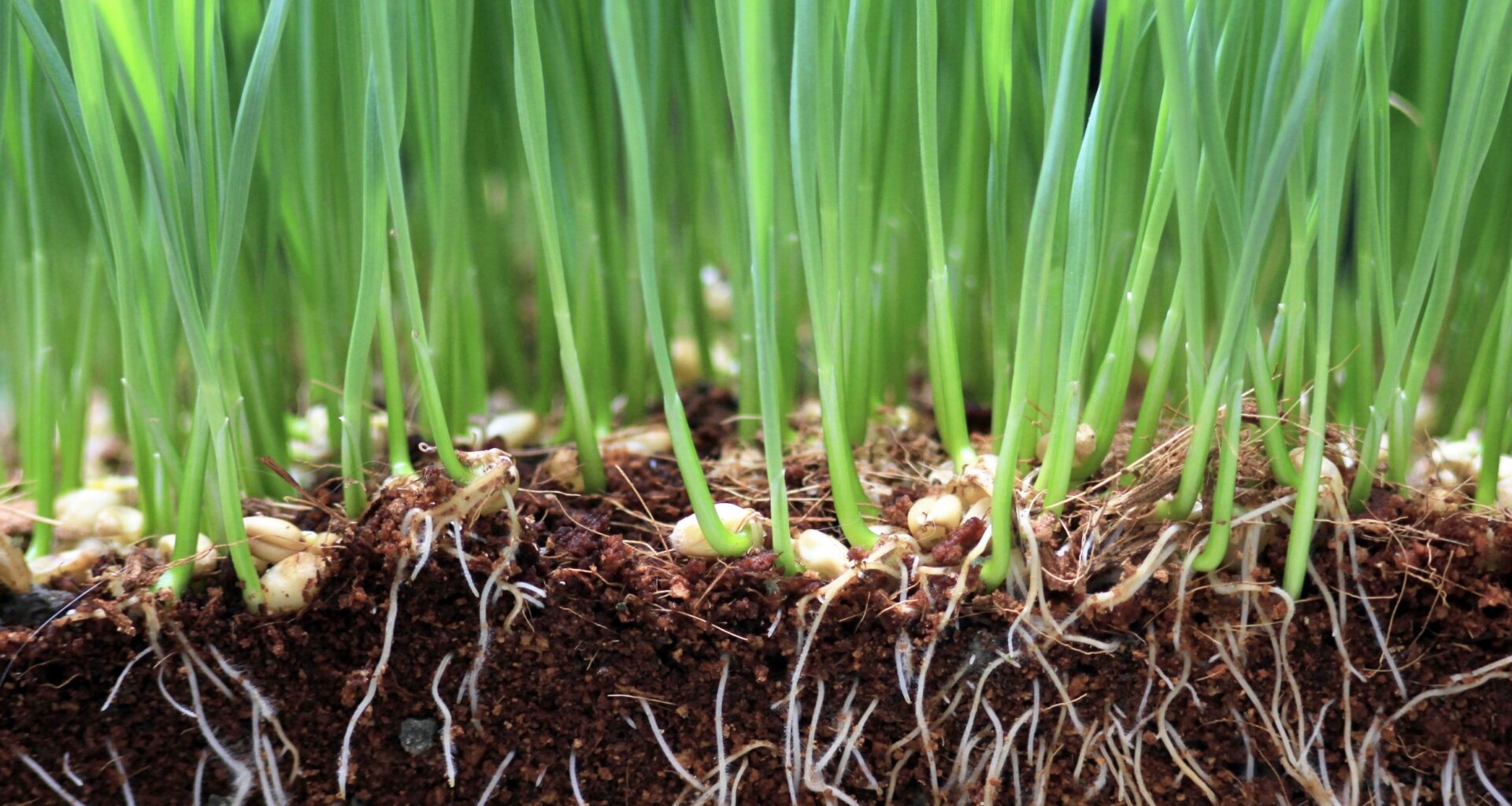Wheat and microbes wage an underground soil war over fertilizer