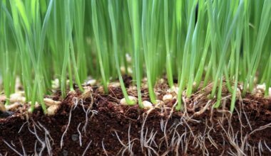 Wheat and microbes wage an underground soil war over fertilizer