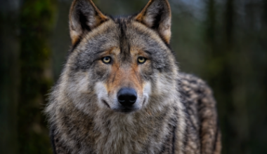Fossil Finds Show Wolves Adapt Diets to Climate Shift