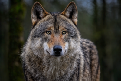 Fossil Finds Show Wolves Adapt Diets to Climate Shift
