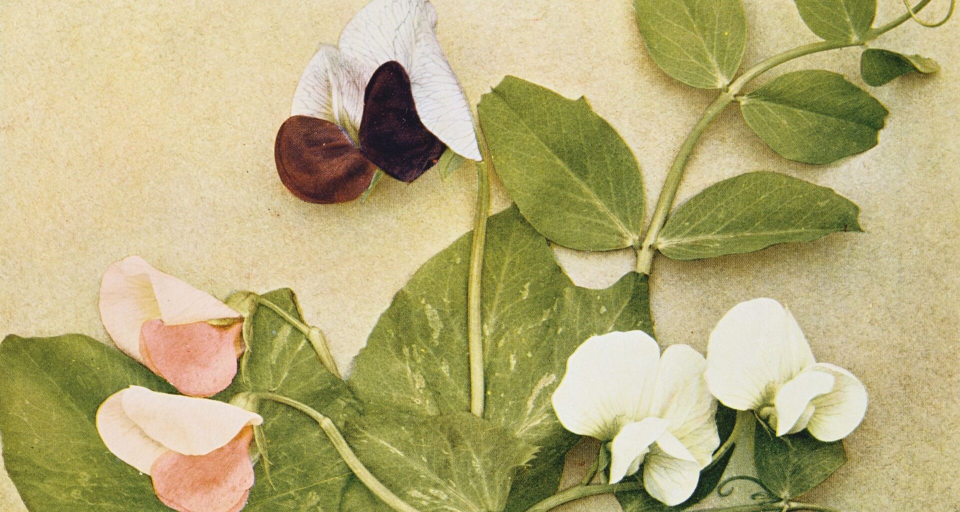 pink, maroon and white pea plant flowers against a beige background