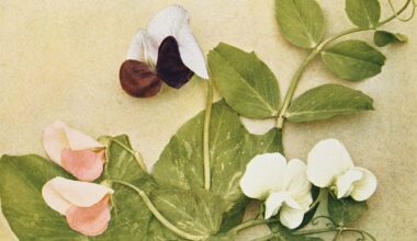 pink, maroon and white pea plant flowers against a beige background