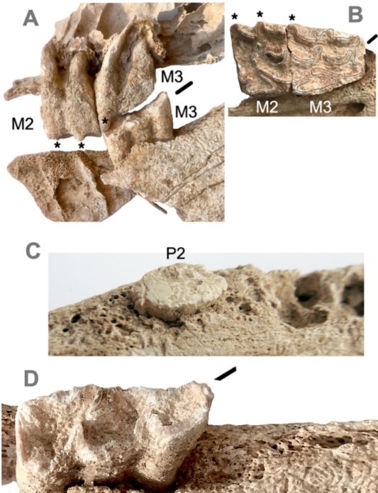 Four figures labeled A-D, each showing close up of bony fragments of mule teeth, showing their bumps and cavities, all against a white background