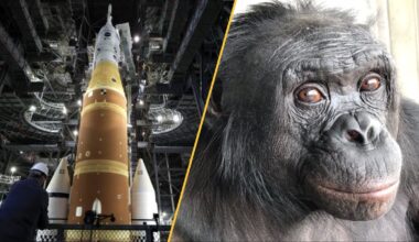 On the left Artemis's SLS rocket, on the right Kanzi the bonobo