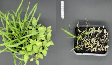 Lack Of Information Hinders Regulation Of ‘Green’ Nanopesticides – Eurasia Review