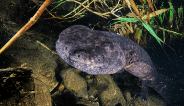 A Massive Ancient Predator Is Lurking In Japan’s Rivers, Unleashing Chaos In Its Ecosystem