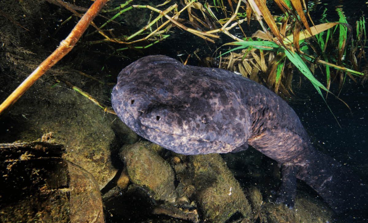 A Massive Ancient Predator Is Lurking In Japan’s Rivers, Unleashing Chaos In Its Ecosystem
