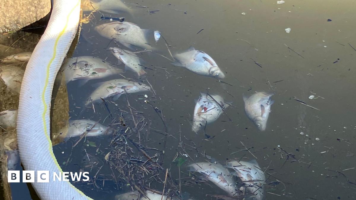 A number of dead or dying fish lying on their side in a canal. A floating boom can be seen on the left side of the picture.