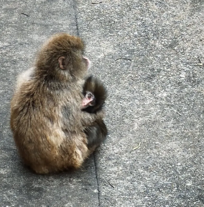 Punch the monkey fans have been given a heartwarming update on his condition (Instagram/@chrisolsen)