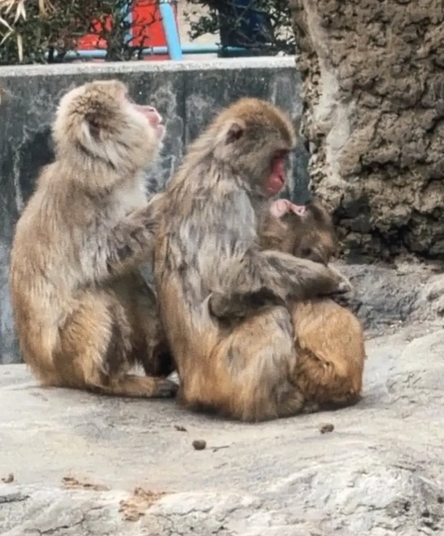 The internet has been going wild over the new pictures and videos (Instagram/@chrisolsen)