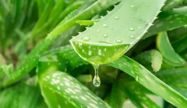 A hidden Aloe vera compound takes aim at Alzheimer’s