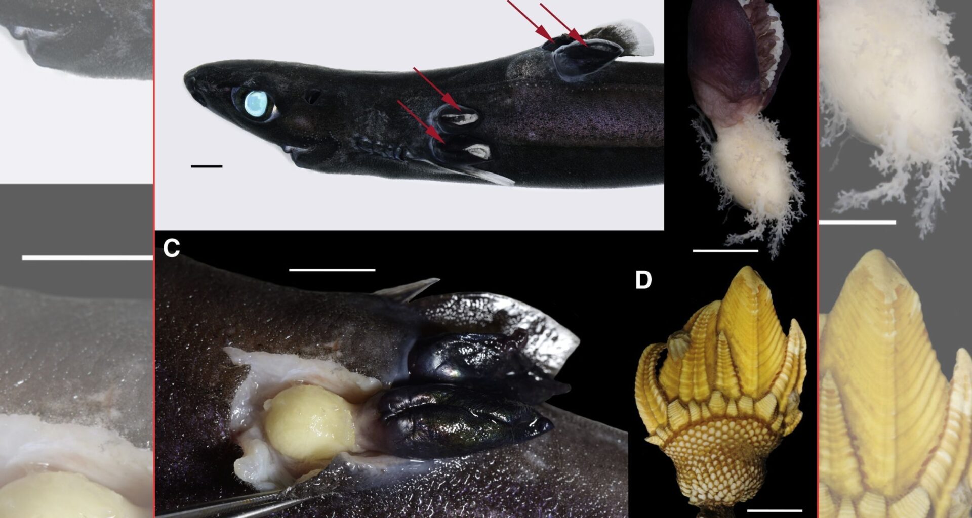 Completely new life form is wreaking havoc on deep-sea sharks