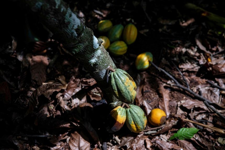 Cocoa pods hang on a tree in Divo, West-Central Ivory Coast, on November 19, 2023. A shortage of cocoa beans, driven in part by extreme weather in West Africa, sent prices skyrocketing to unthinkable heights.