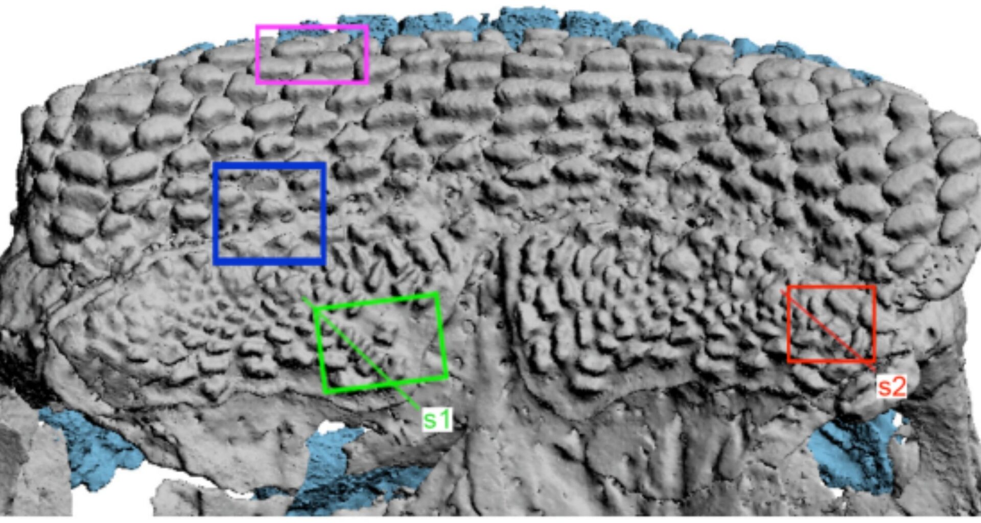 Newly discovered jawed fish rewrites the path of tooth evolution