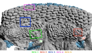 Newly discovered jawed fish rewrites the path of tooth evolution
