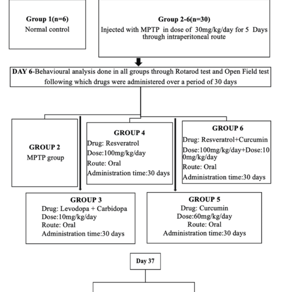 Natural Polyphenols Versus Standard Therapy: Effects on Neuroinflammation and Alpha-Synuclein Expression in a 1-Methyl-4-Phenyl-1,2,3,6-Tetrahydropyridine (MPTP)-Induced Mouse Model of Parkinson’s Disease