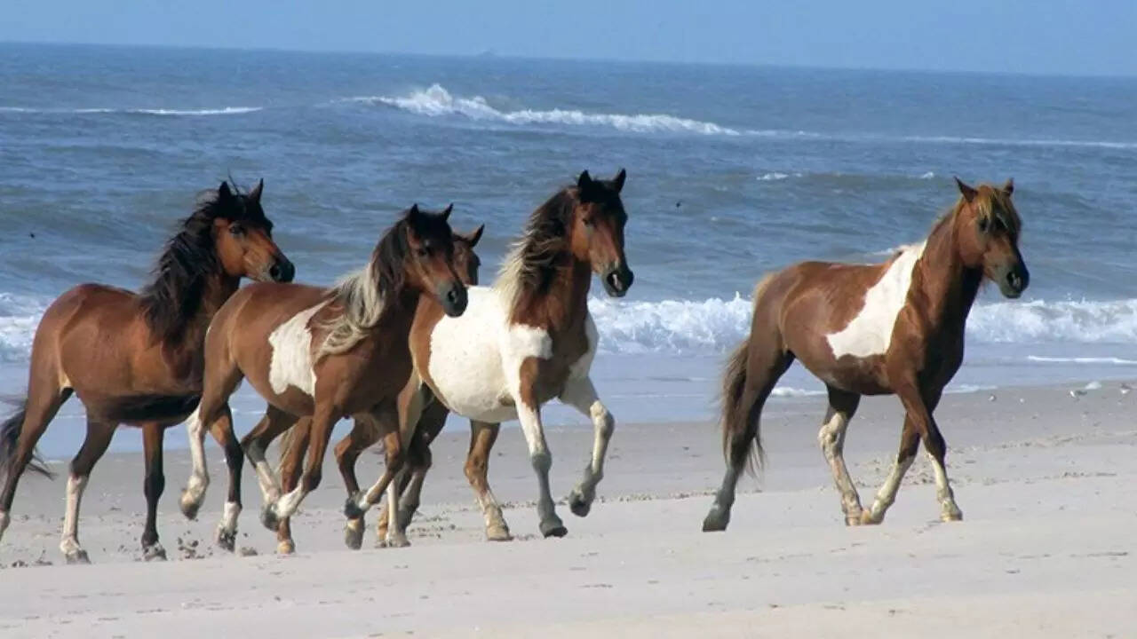 Assateague Island