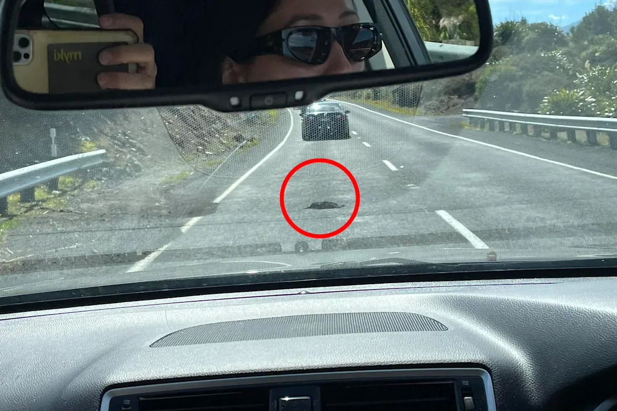 Native Aussie animal taking over New Zealand becomes strangely supersized: 'Rivals sheep population'