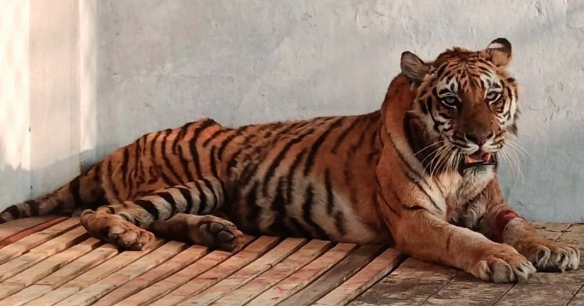 Tiger recovering after being trapped in Sundarbans