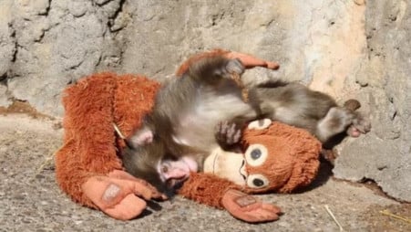 Punch was abandoned by his mother shortly after birth. Photo: X