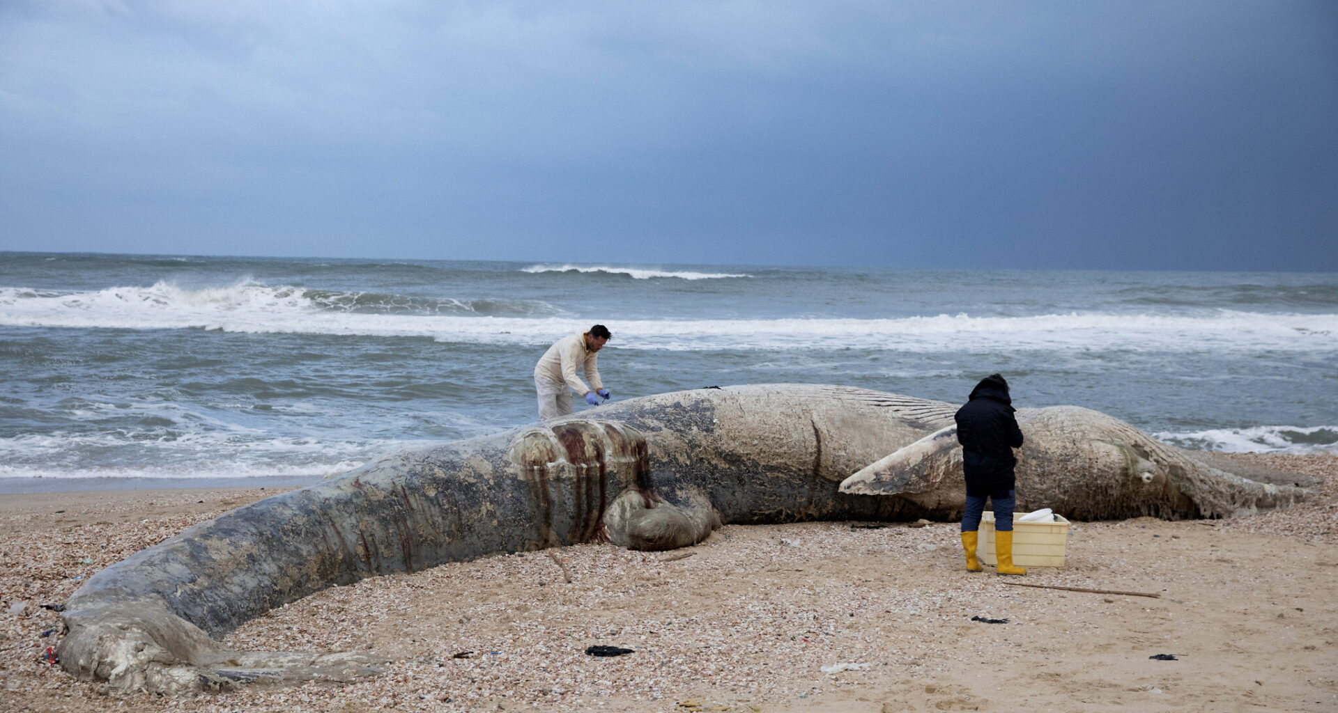 Endangered sperm whale washes ashore in southern Israel