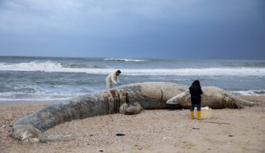Endangered sperm whale washes ashore in southern Israel