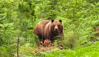 2 people fined in killing of grizzly bear on Texada Island - BC