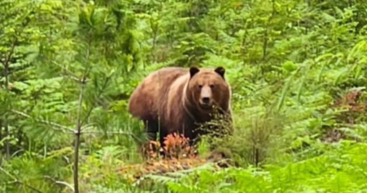 2 people fined in killing of grizzly bear on Texada Island - BC