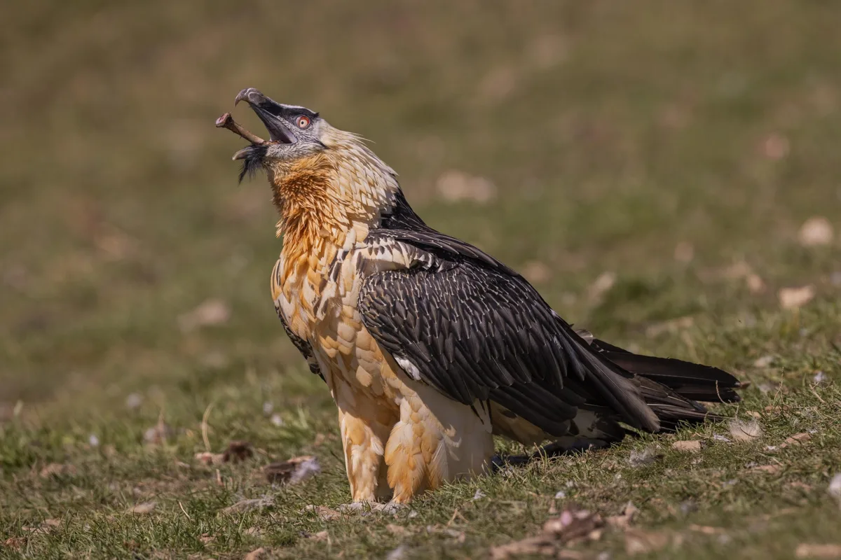 Bearded vulture (Gypeatus barbatus) - bird of prey 