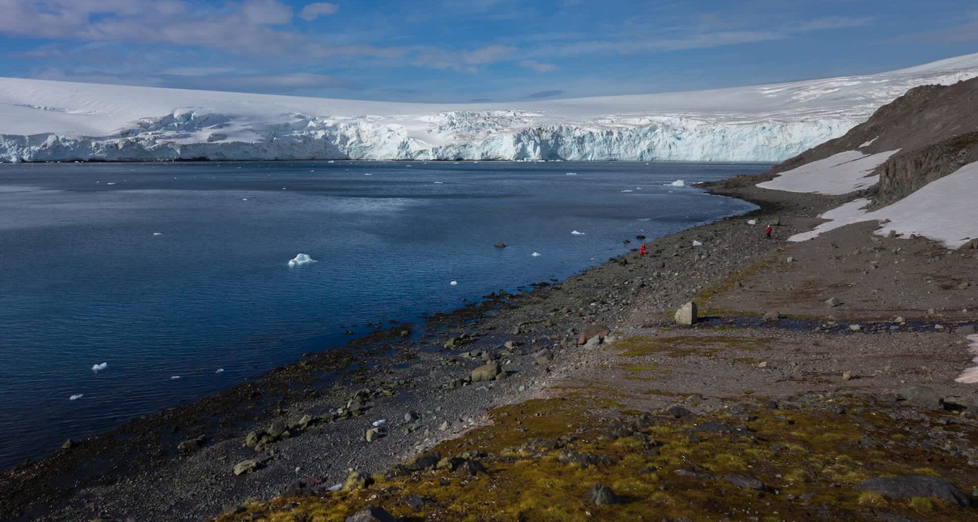 Scientists found the bird flu in Antarctica - here's why that's so concerning.