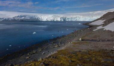 Scientists found the bird flu in Antarctica - here's why that's so concerning.