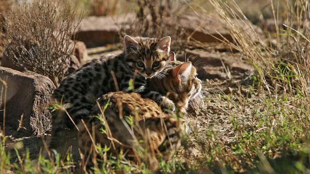 A wildcat and a kitten resting on rocky terrain in a natural outdoor setting.
