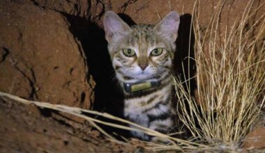 A cat peeking out from a burrow in the ground.