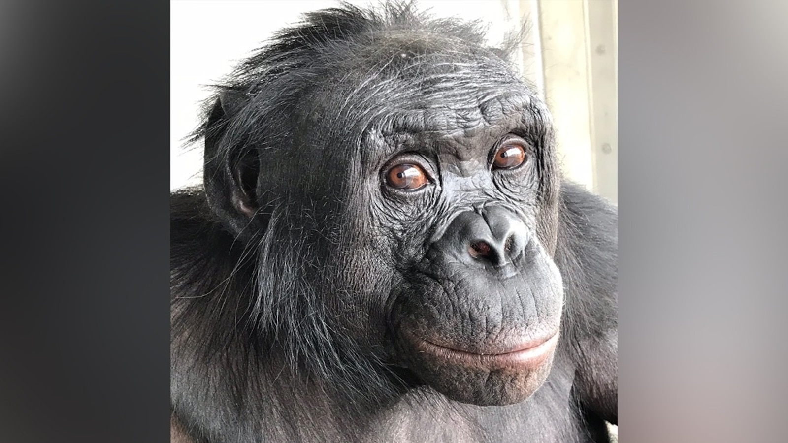 Can apes play pretend? Scientists use an imaginary tea party to find out