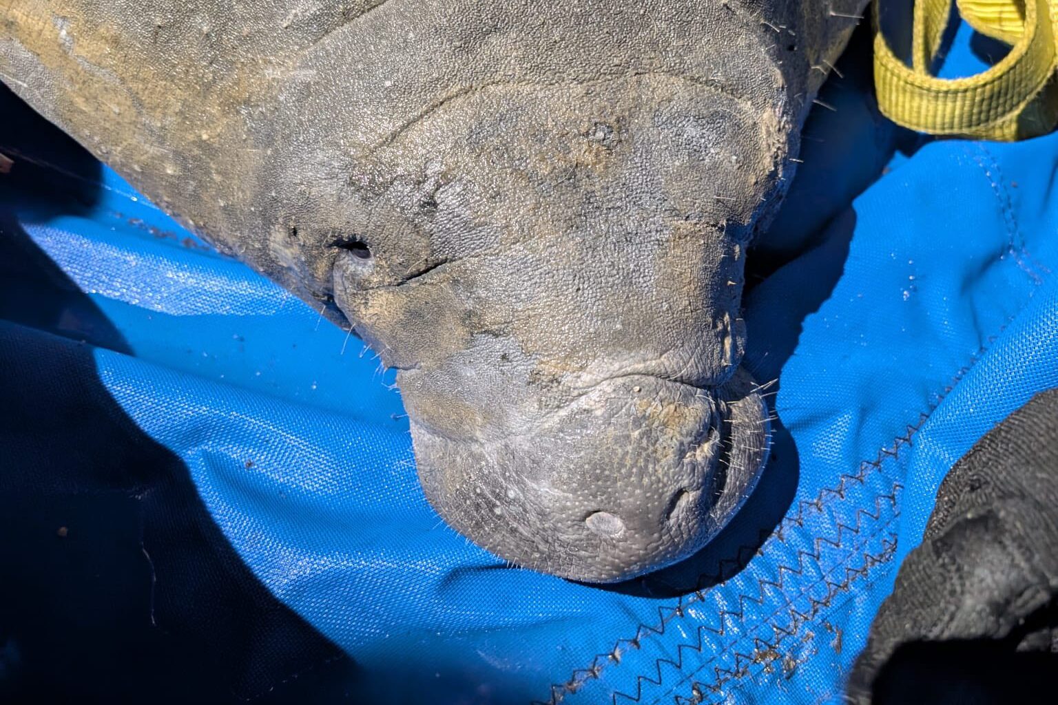 Florida manatee gets stuck in storm drain while seeking warmth