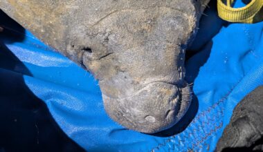 Florida manatee gets stuck in storm drain while seeking warmth