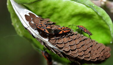 Global Study Finds Invasive Species Are Helping Drive Sharp Insect Losses