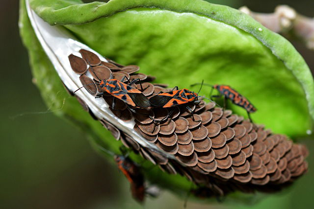 Global Study Finds Invasive Species Are Helping Drive Sharp Insect Losses