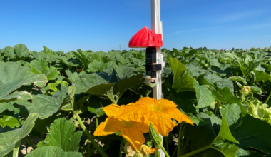 An Open-Source AI Tool for Listening to Pollinators